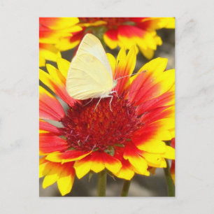 Romantische Schmetterlings-Rosenblüten Postkarte