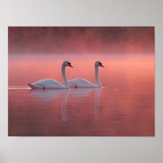 Romantische Schwäne auf Rosa See Nebeliger Sonnena Poster