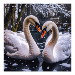 Romantische Schwäne im Winterwunderland Fotodruck
