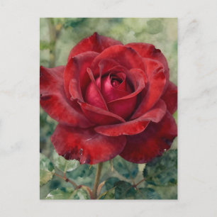 Romantische tiefrote Rosenblüte Postkarte