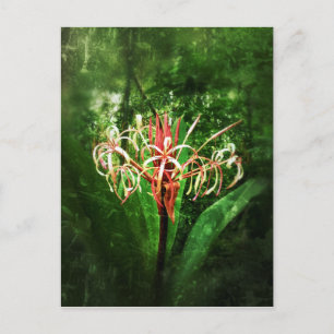 Romantische Vintage Lilie der roten Spinne Postkarte