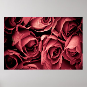 Romantische Vintage Rose Poster