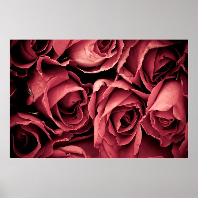 Romantische Vintage Rose Poster (Vorne)
