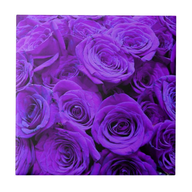 Romantische violette lila Rose, hübscher Rosenbuke Fliese (Vorderseite)