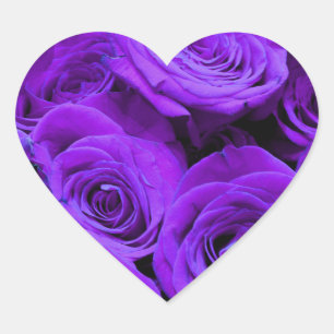 Romantische violette lila Rose, hübscher Rosenbuke Herz-Aufkleber
