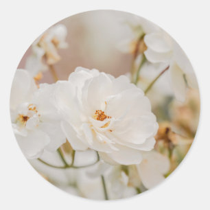 Romantische weiße Korbin-Rosen Blumen Naturfoto Runder Aufkleber