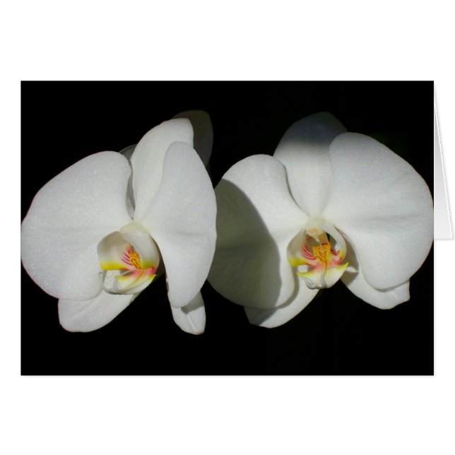 Romantische Weiße Orchideen, tropisches Foto (Vorderseite (Horizontal))