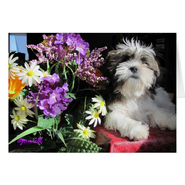 Romantische Welpenüberraschung? (Vorderseite (Horizontal))