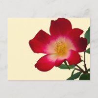 Romantische Wilde Rosa Rose