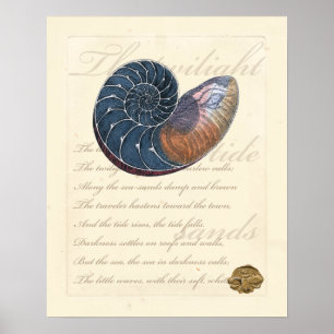 Romantischer Seashell Poster