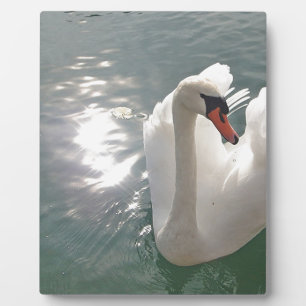 Romantischer weisser Schwan Fotoplatte