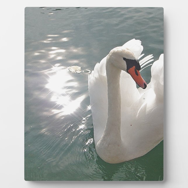 Romantischer weisser Schwan Fotoplatte (Vorderseite)
