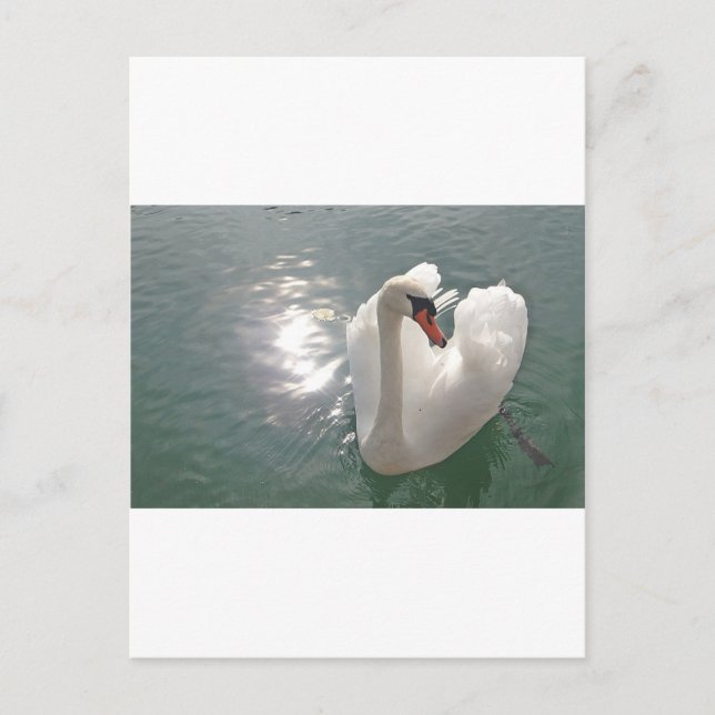 Romantischer weisser Schwan Postkarte (Vorderseite)
