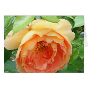 Romantisches elegantes Orange Rose Foto