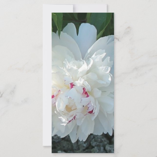 Romantisches Peony Lesezeichen (Vorderseite)