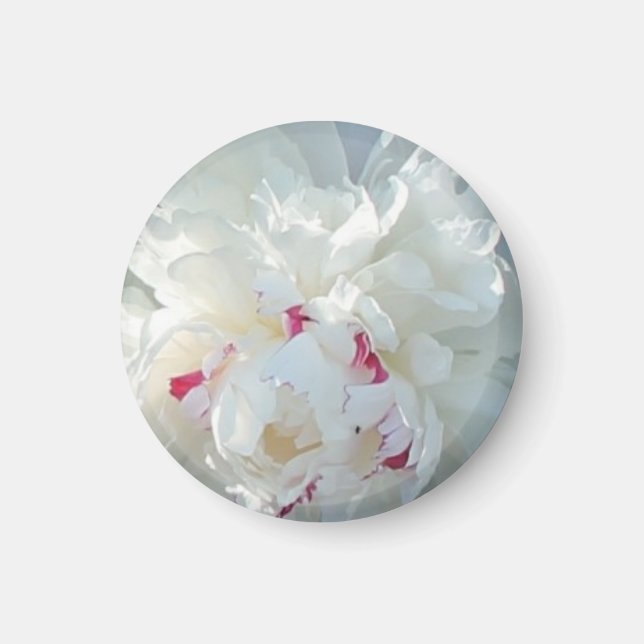 Romantisches Peony Magnet (Vorne)