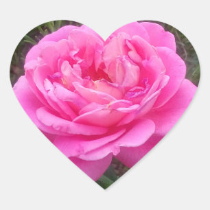 Romantisches Rosa "Leonardo Da Vinci" Herz-Aufkleber