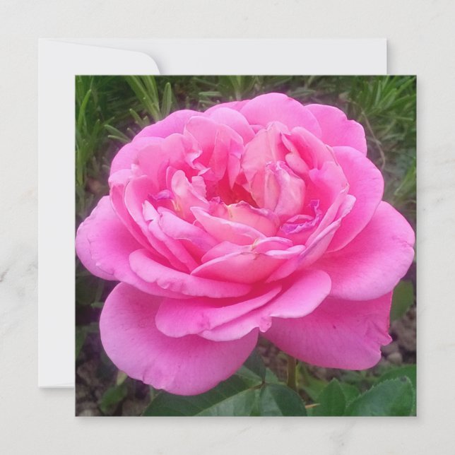 Romantisches Rosa "Leonardo Da Vinci" Karte (Vorderseite)