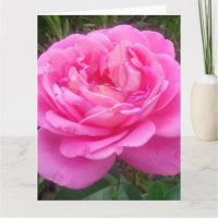 Romantisches Rosa "Leonardo Da Vinci"