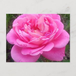 Romantisches Rosa "Leonardo Da Vinci" Postkarte