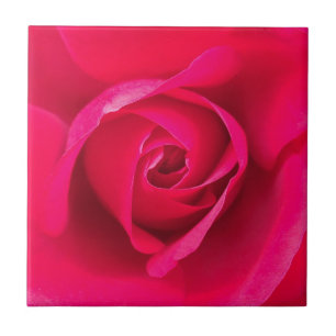 Romantisches Rot Pinke Rose v2 Fliese