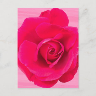 Romantisches Rot Pinke Rose v2 Postkarte