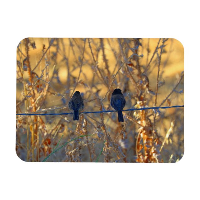 Romantisches Vogelpaar auf Draht, 3 Zoll x 4 Zoll Magnet (Horizontal)