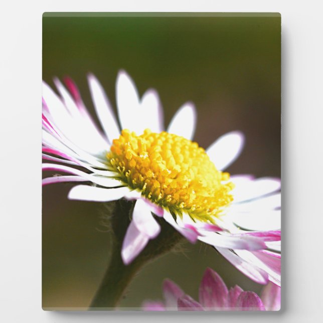 Romanze romantisches Braut der schönen Fotoplatte (Vorderseite)