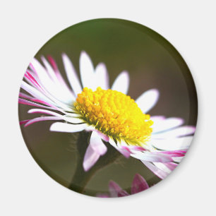 Romanze romantisches Braut der schönen Magnet