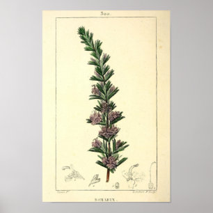 Romarin, Rosemary Pflanze Print Poster