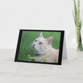 Romeo The Cat Thinking Your Greeting Card Karte
