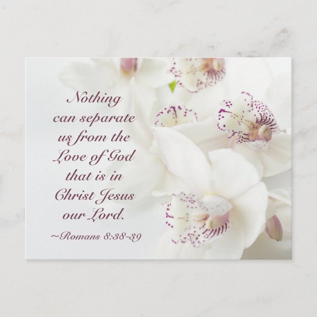 Römer 8:39 Liebe der Gottsbibel Weiße Orchideen Postkarte (Vorderseite)