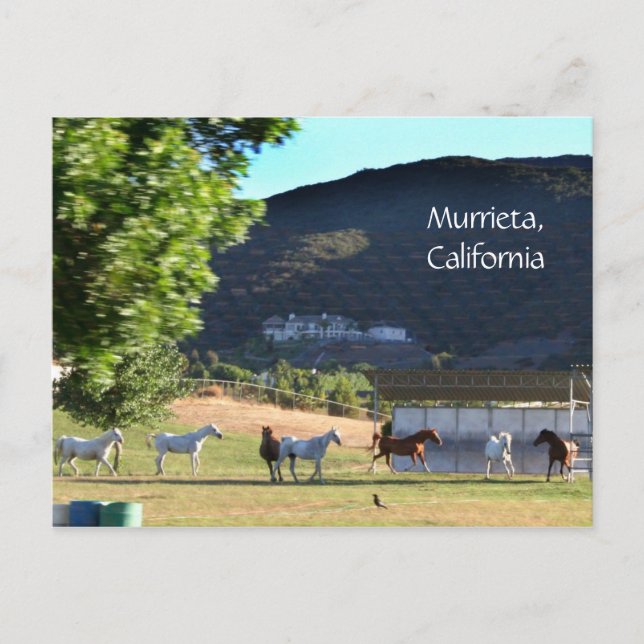 Romping Pferde in Murrieta, CA Postkarte (Vorderseite)