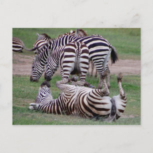 Romping Postkarte