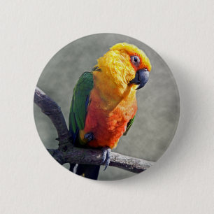 Rond 5 Cm Badge de Conure de Jenday
