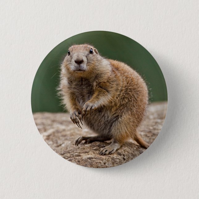 Rond 5 Cm Curieux Badge De Chien Des Prairies (Devant)