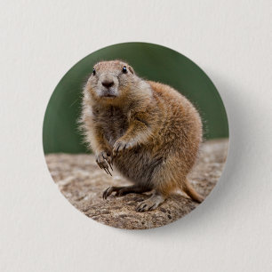 Rond 5 Cm Curieux Badge De Chien Des Prairies