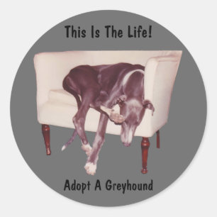 Rond Adopter Un Greyhound C'Est Le Sticker De Vie