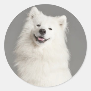 Rond Amour American Eskimo Puppy Dog Sticker / Étiquet