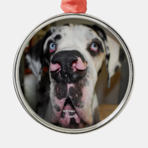 Rond Argenté Ornement dogue