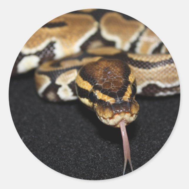 Rond Ball Python Sticker (Devant)