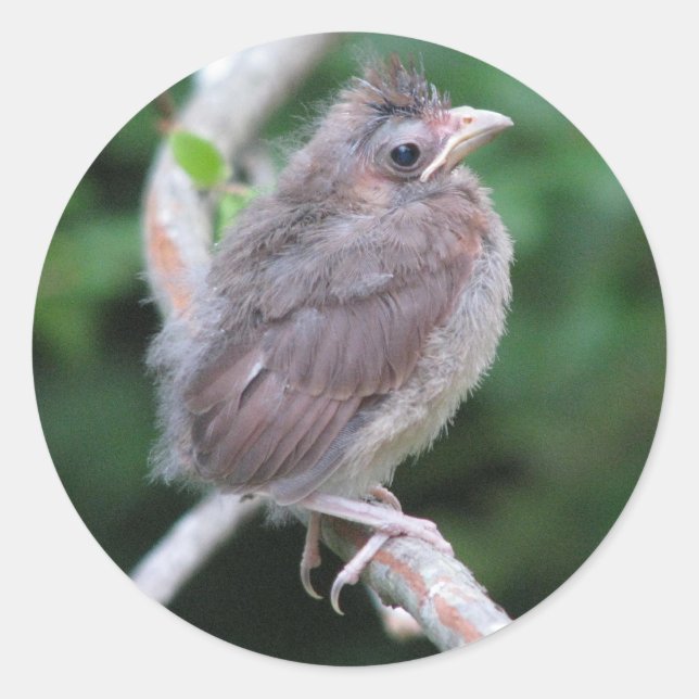 Rond Bébé Cardinal Sticker (Devant)