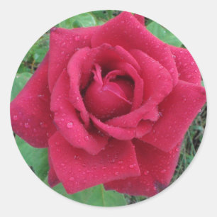 Rond Belle photo une Rose rouge avec Sticker Raindrops