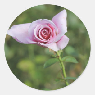 Rond Belle rose rose Fleur de mariage Favor Sticker