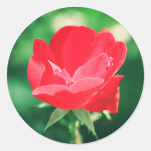 Rond Belle Rose rouge Fleur mariage Favor Sticker