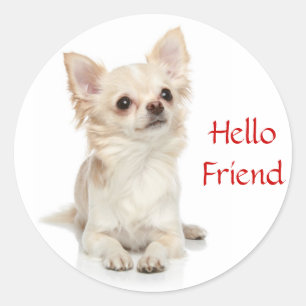 Rond Bonjour ami Long Haired Chihuahua Sticker