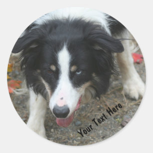 Rond Bordure Collie Stare Chien Sticker