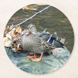 Rond Canard colvert sur Dessous de verre en papier Moss