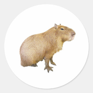 Rond capybara sticker