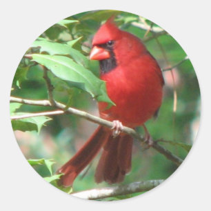 Rond Cardinal en Sticker Holly